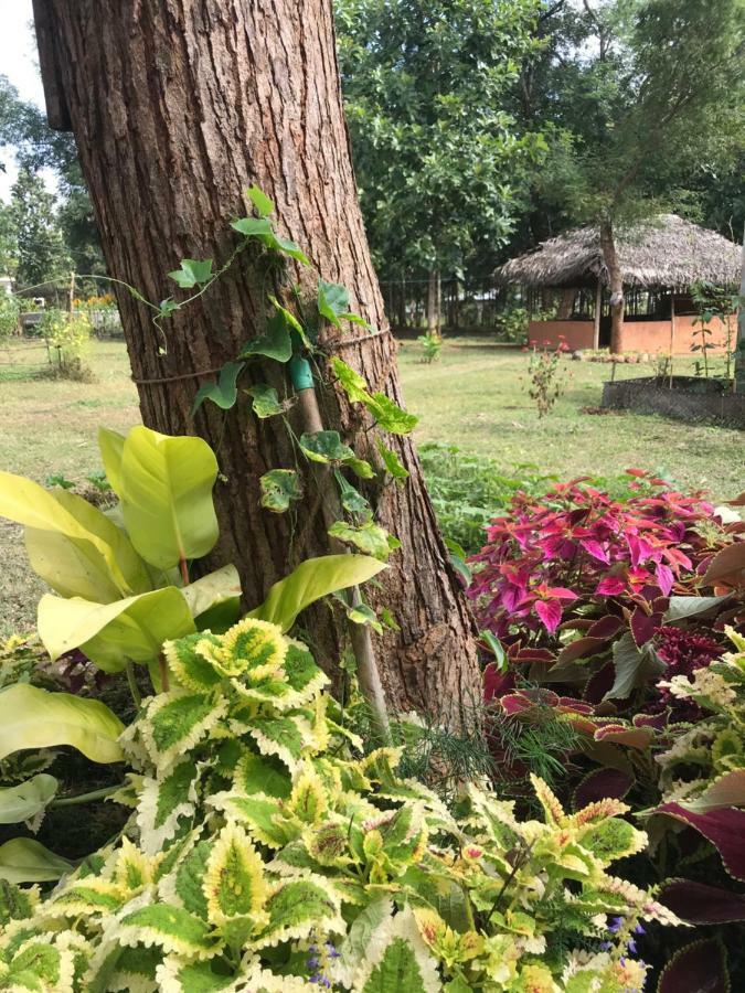 Peacock Resort Anuradhapura Eksteriør billede