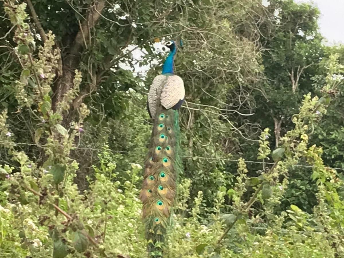 Peacock Resort Anuradhapura Eksteriør billede